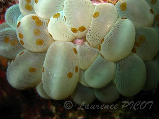 vers feuille de nenuphar - waminoa sp.JPG - petits vers plats de 3 mm de diamètre de couleur jaune moutarde